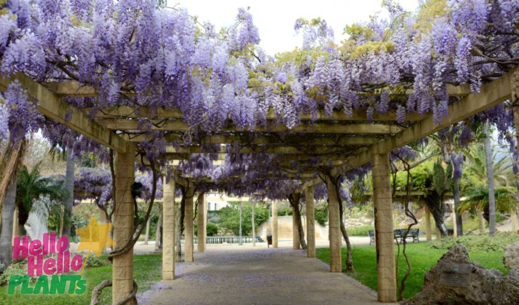 Hello Hello Plants Nursery Campbellfield Melbourne Victoria Australia Wistreria sinensis Chinese Wisteria arbour advanced