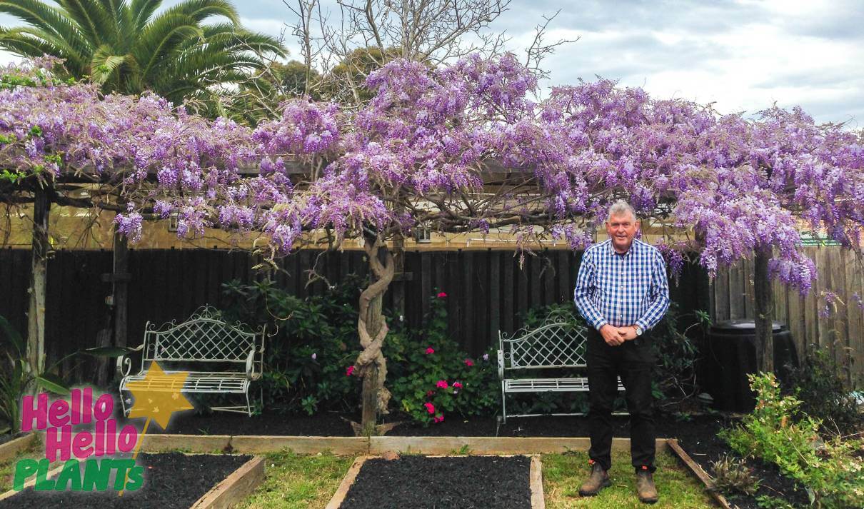 Wisteria - Hello Hello Plants & Garden Supplies