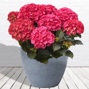 Hello Hello plants Hydrangea ‘Tuxedo® Red’ LORES 2