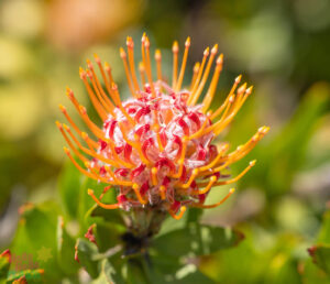 Close-up of Leucospermum "Tango" flower.