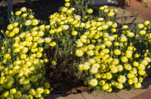Mesembryanthemum Pig Face 'Lemon'