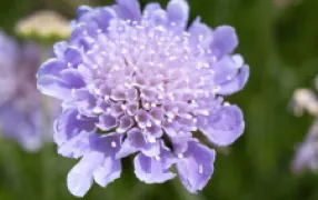 Scabiosa columbaria Mauve Delight