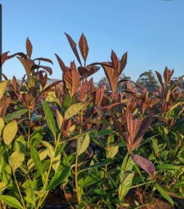A group of Viburnum Coppertop™' plants in a field with a blue sky. Green and bronze foliage
