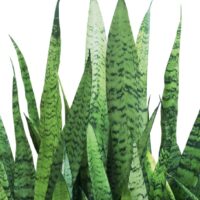 Sansevieria trifasciata robusta Green Snake Plant