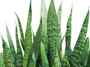 Sansevieria trifasciata robusta Green Snake Plant