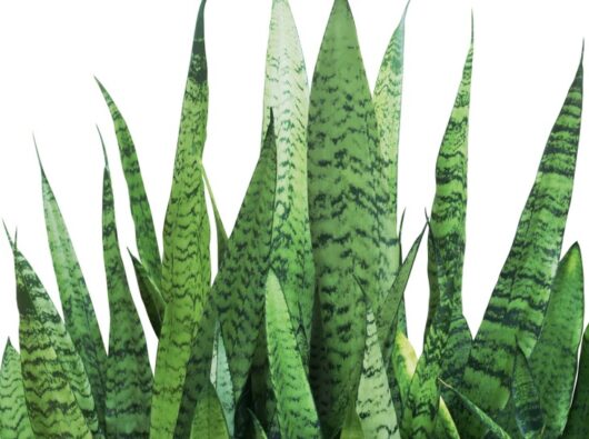 Sansevieria trifasciata robusta Green Snake Plant