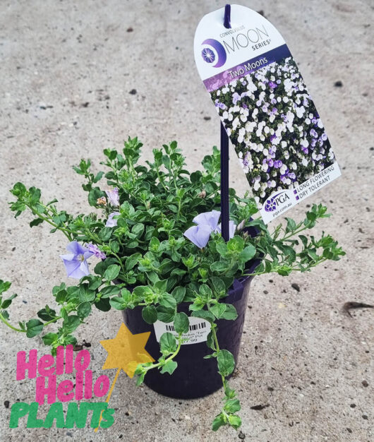 Convolvulus 'Two Moons' 6" Pot