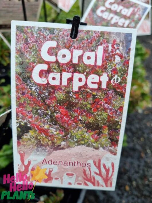 Adenanthos 'Coral Carpet' PBR 6" Pot