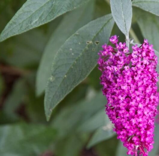 Buddleja 'Summer Beauty' 6" Pot