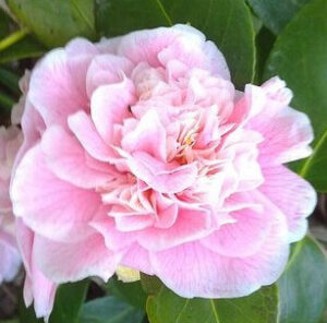 Camellia japonica Lady Loch