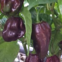 Capsicum 'Habanero Brown' Chilli 4" Pot