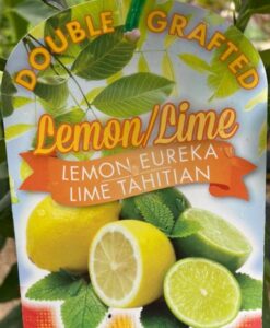 Citrus Double Grafted Eureka Lemon and Tahitian Lime Label