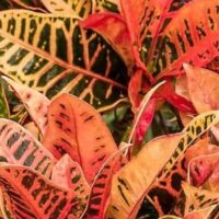 Codiaeum 'Croton Petra'