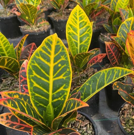 Codiaeum 'Croton Petra'