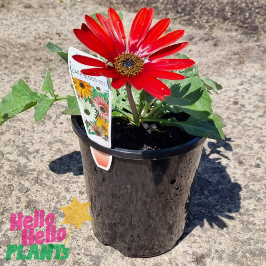 Hello Hello Plants Arctotis ‘Blood Red’ 6″ Pot