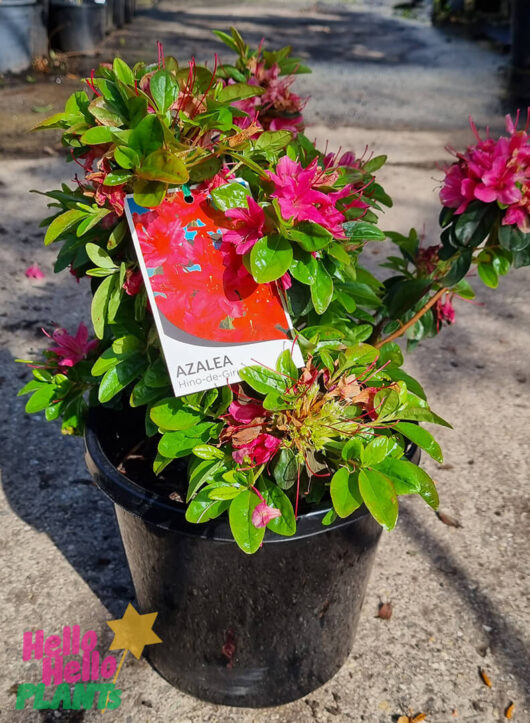 Hello Hello Plants Azalea ‘Hinode Giri’ 8″ Pot