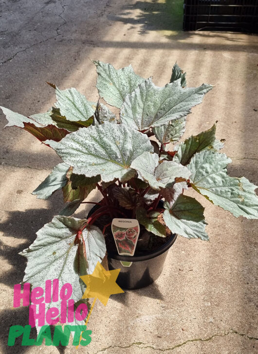 Hello Hello Plants Begonia ‘Rex’ 5″ Pot