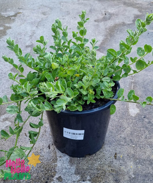 Hello Hello Plants Convolvulus ‘Blue’ 8″ Pot