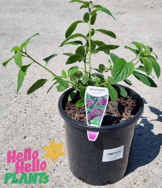 Heliotropium arborescens 8" Pot