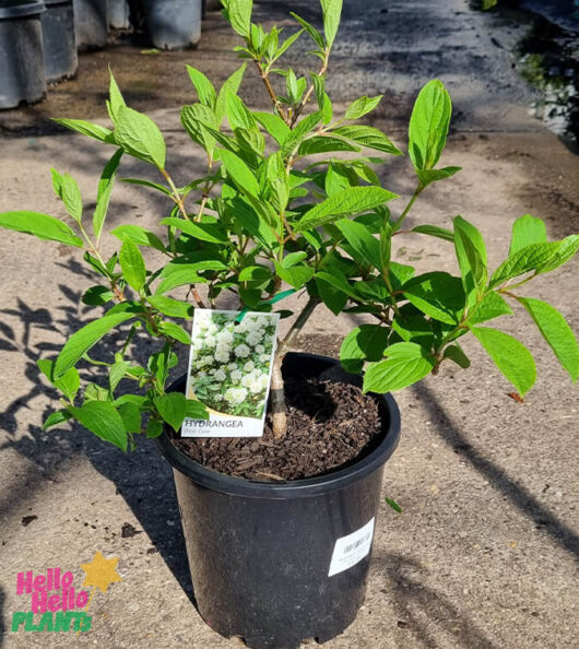 Hydrangea 'Pee Gee' 8" Pot