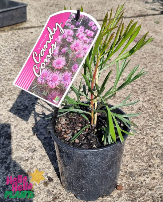 Hello Hello Plants Isopogon ‘Candy Cones’ 6″ Pot