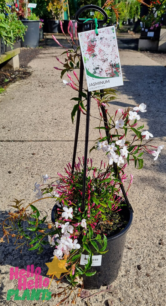 Hello Hello Plants Jasminum ‘Common White Jasmine’ 8″ Pot