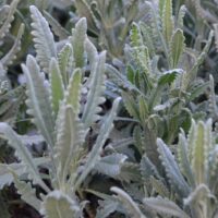 Hello Hello Plants Nursery Campbellfield Melbourne Victoria Australia Lavandula dentata lavender leaves grey green