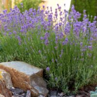 Lavandula 'English Lavender'