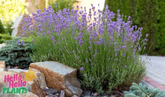 Lavandula 'English Lavender' 4" Pot