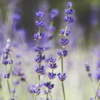 Hello Hello Plants Nursery Campbellfield Melbourne Victoria Australia Lavandula lavender blue flowers english lavender