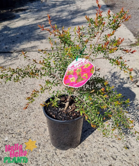 Hello Hello Plants Leptospermum ‘Lipstick’ Tea Tree 6″ Pot