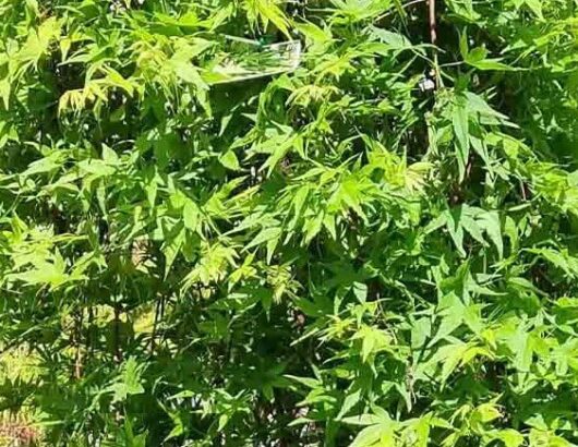 Acer 'Nishiki Fountain' Japanese Maple 20" Pot