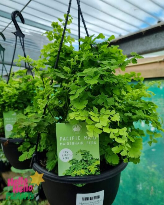 Adiantum 'Pacific Maid' Maidenhair Fern 8" (Hanging Basket)