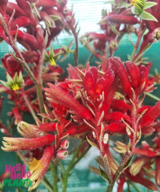 Anigozanthos 'Bush Fury™' Kangaroo Paw