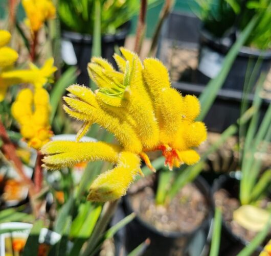Anigozanthos 'Landscape Gold' Kangaroo Paw 6" Pot