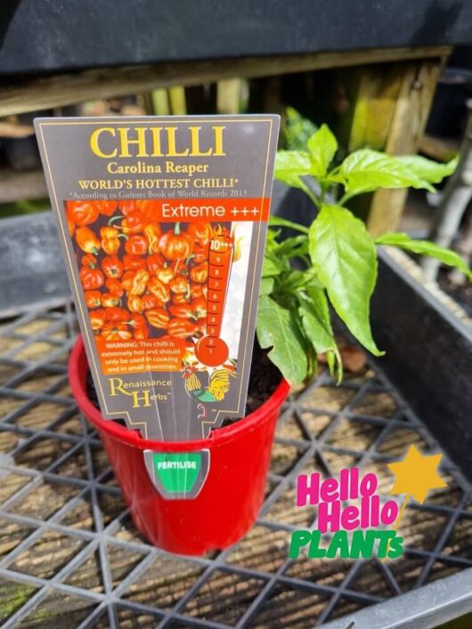 Capsicum 'Carolina Reaper' Chilli Pepper 4" Pot