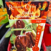 Capsicum 'Habanero Brown' Chilli 4" Pot