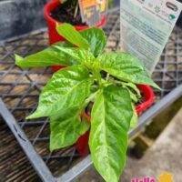 Capsicum 'Habanero Brown' Chilli 4" Pot