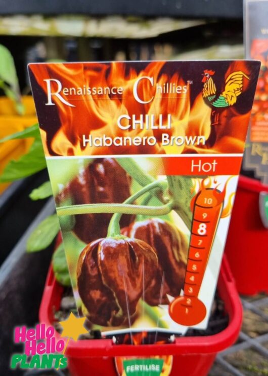 Capsicum 'Habanero Brown' Chilli 4" Pot
