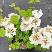 Viburnum plicatum 'Mariesii' 8" Pot