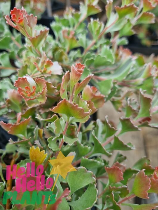 Adenanthos 'Coral Carpet' PBR 6" Pot