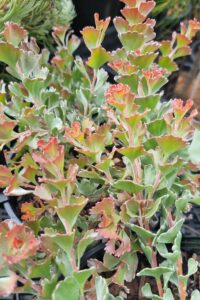Adenanthos 'Coral Carpet' PBR 6" Pot