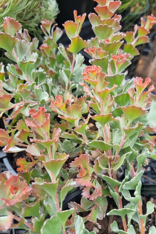 Adenanthos 'Coral Carpet' PBR 6" Pot
