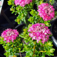 Hello Hello Plants Pimelea ‘Pink’ Rice flower