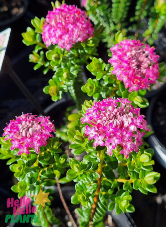 Hello Hello Plants Pimelea ‘Pink’ Rice flower