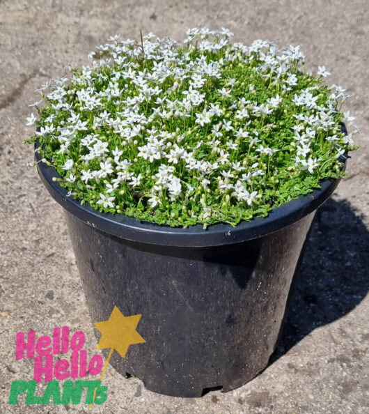 Hello Hello Plants Pratia ‘White Star Creeper’ 8″ Pot