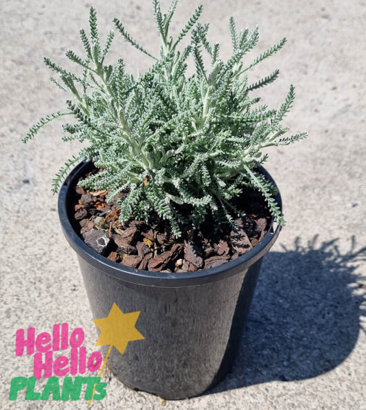 Hello Hello Plants Santolina ‘Cotton Lavender’ 6″ Pot