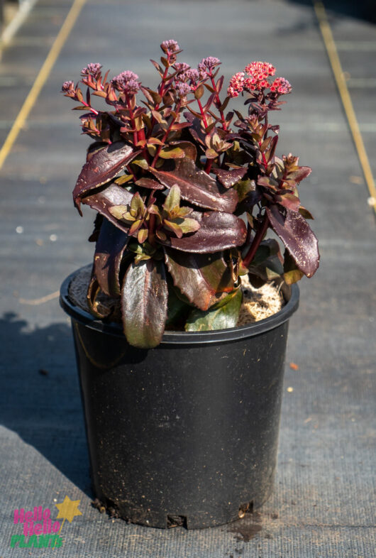 Sedum 'Dark Magic' 8" Pot