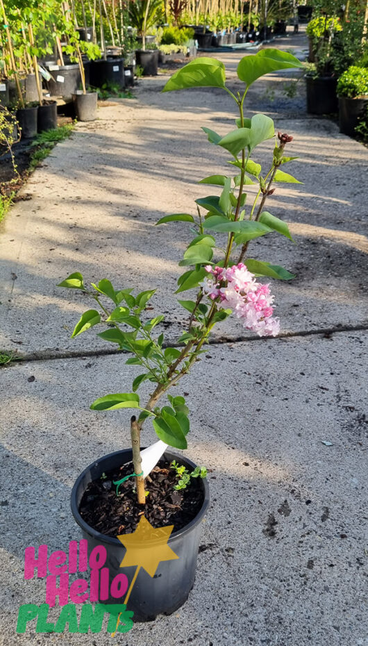 Syringa 'Sweetheart' Lilac 8" Pot
