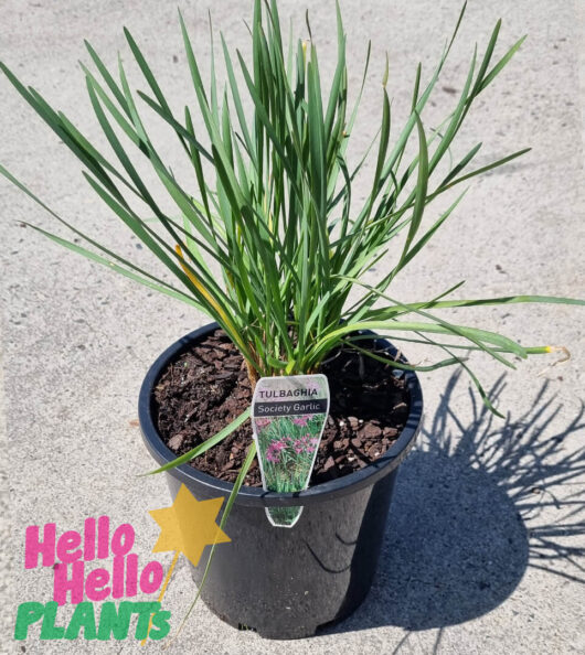 Hello Hello Plants Tulbaghia ‘Society Garlic’ 8″ Pot